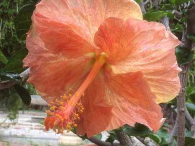Un ibisco in piena fioritura